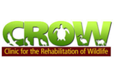 Logo for CROW – Clinic for the Rehabilitation of Wildlife Logo for CROW – Clinic for the Rehabilitation of Wildlife